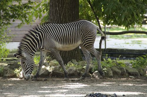 zebra stall hoofed animals