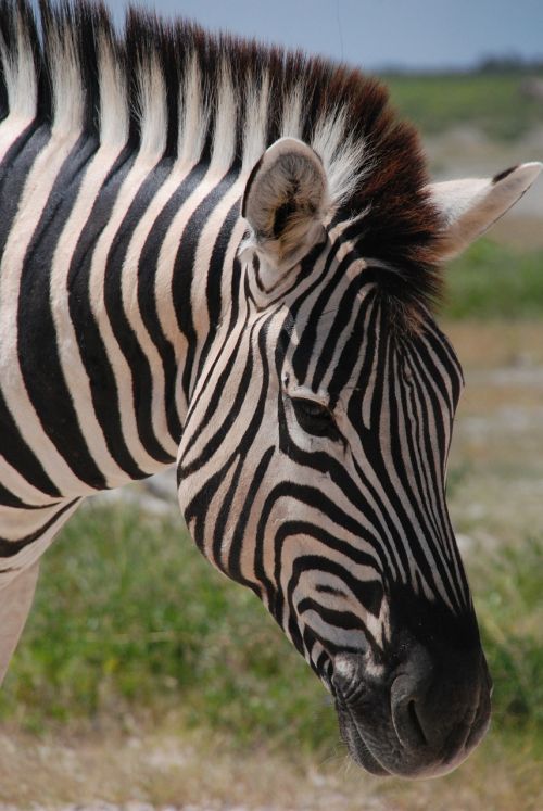 zebra the horse animal