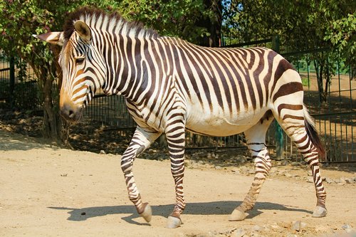 zebra  lichokopytník  animal
