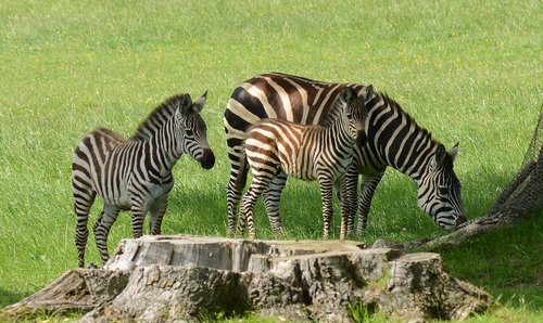zebra  family  grazing