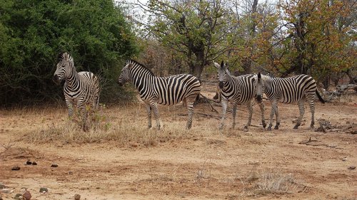 zebra  africa  safari