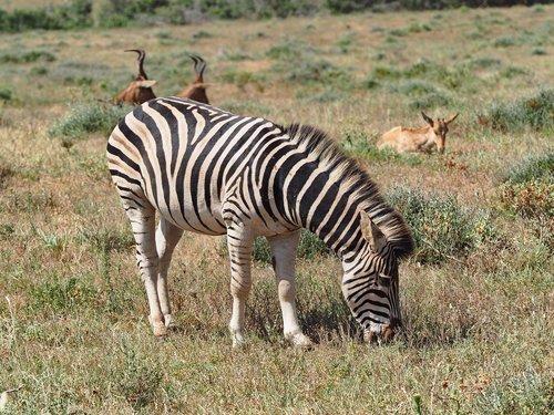 zebra  africa  south africa