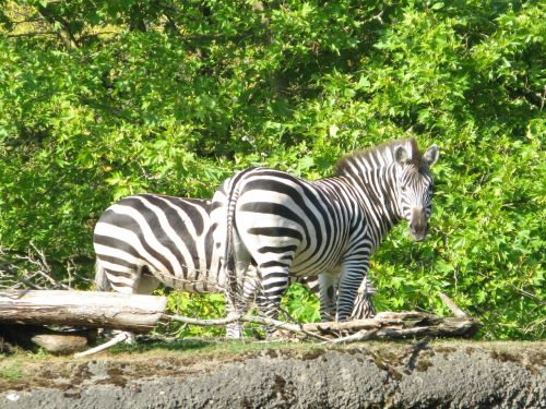 zebra animals mammals