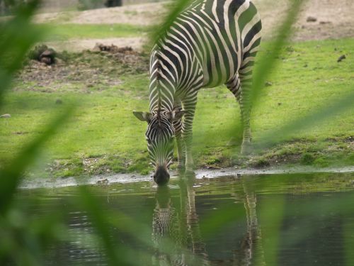 zebra watering hole wild horse