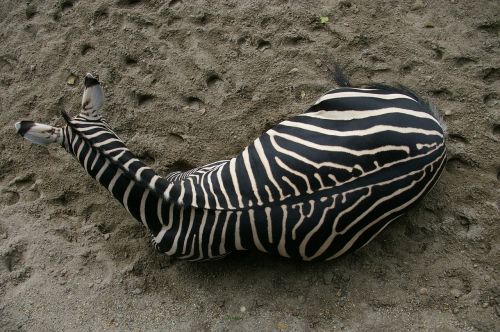 zebra zoo budapest