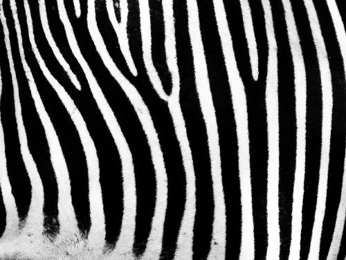 zebra stripes bar