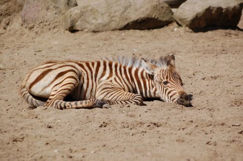zebra sand rest