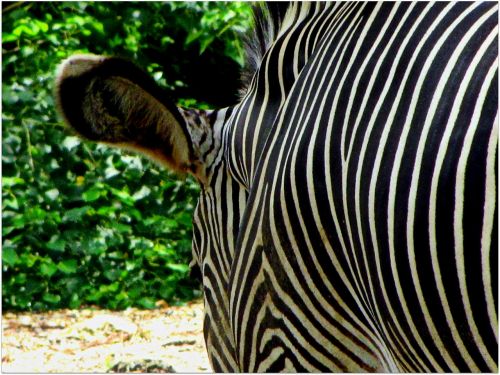 zebra zoo stripes