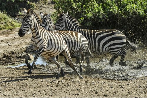 zebra running savannah