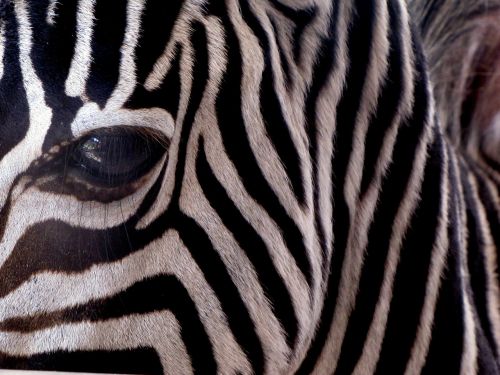 zebra stripes mammal