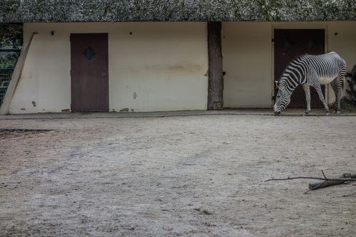 zebra stall perissodactyla