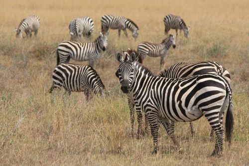 zebra animals africa