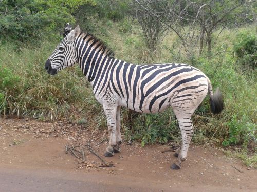zebra animal african