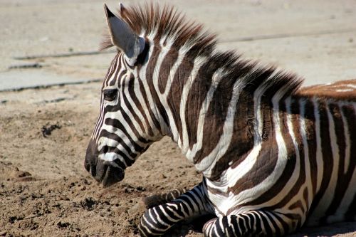 zebra stripes animal