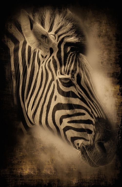 zebra africa stripes