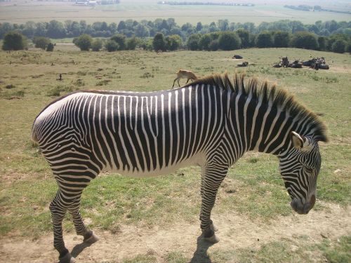 zebra mammal animal