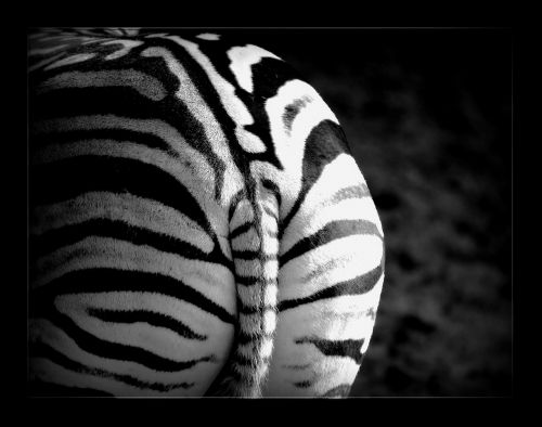 zebra stripes animal