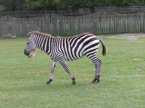 zebra grass wildlife
