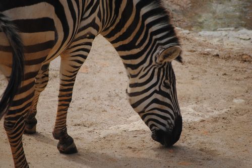 zebra black white