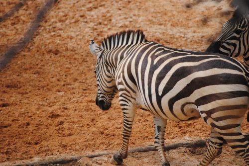 zebra black white