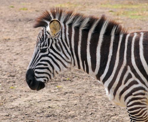 zebra striped black and white