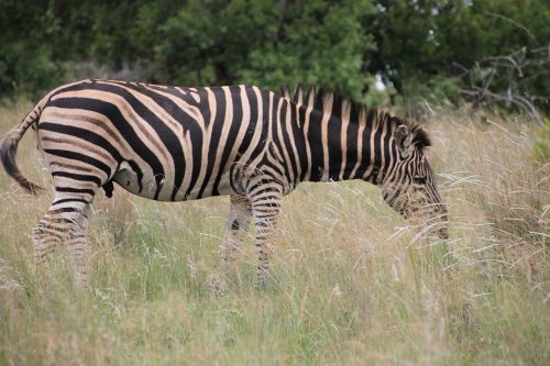 zebra buck africa