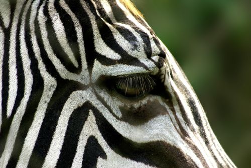 zebra animal stripes