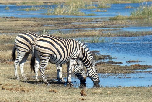 zebra animal wild