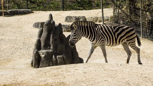 zebra animal horse