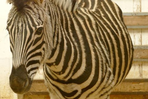 zebra animals black and white