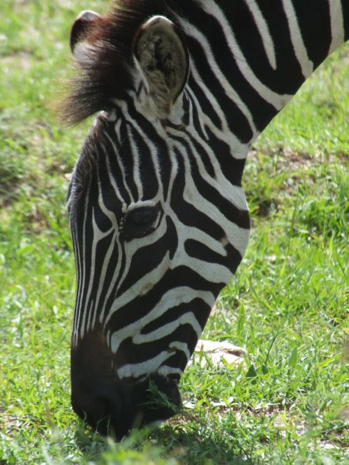 zebra head africa