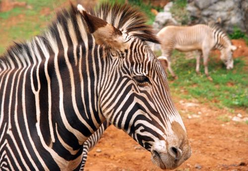 zebra animals mammal