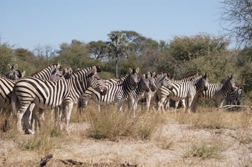 zebra flock botswana