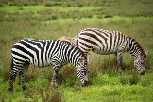 zebra group animals