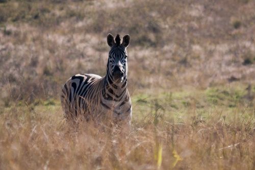 zebra africa wild life