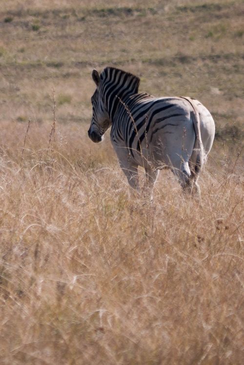 zebra africa wild life