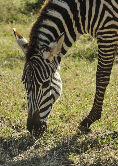zebra grazing serengeti
