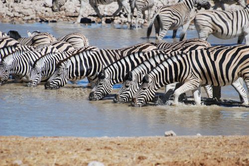 zebra drinking safari