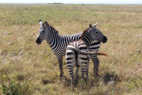 zebra zebras two