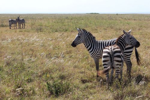 zebra savannah nairobi national park