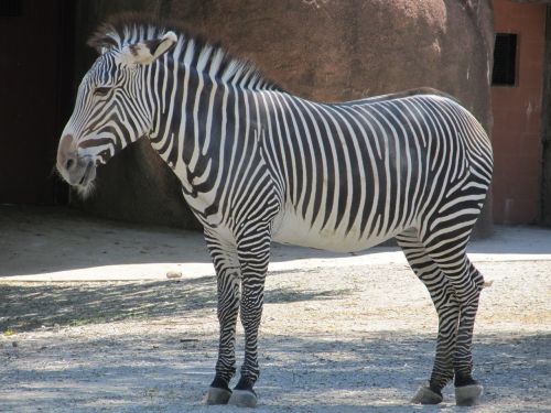 zebra zoo nature