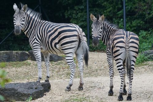 zebra africa black and white