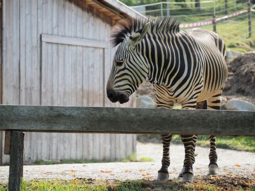 zebra zoo animal