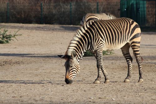 zebra animal zoo