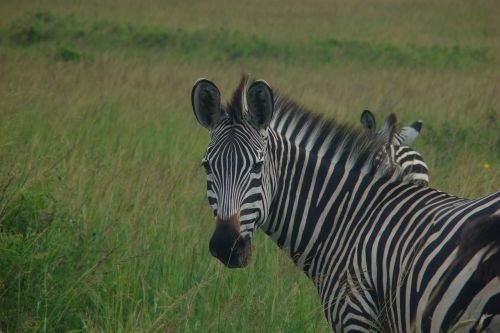 zebra tanzania animal