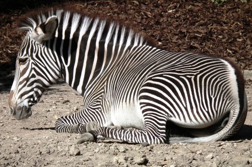 zebra hoof striped