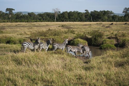 zebra mammal wildlife