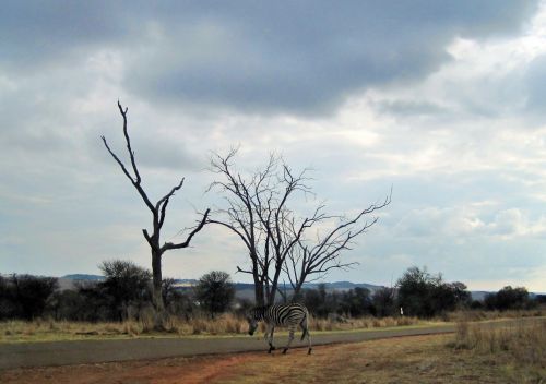 Zebra Alongside Road