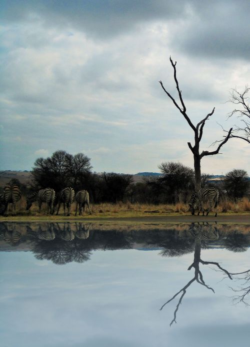 Zebra And Dead Tree Reflection