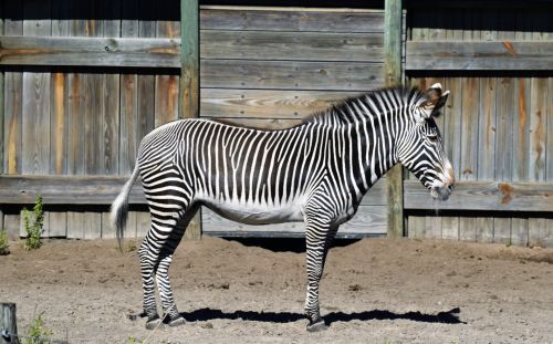 Zebra At Animal Reserve